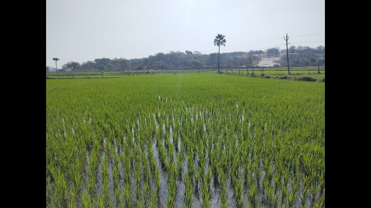 Agricultural Land For Sale in Telangana ll Farm / Agriculture land for Sale in Hyderabad YouTube