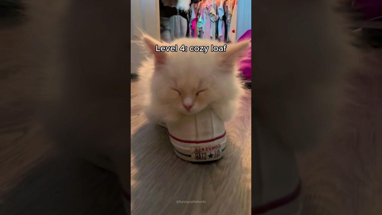 cats getting better loaf 🍞