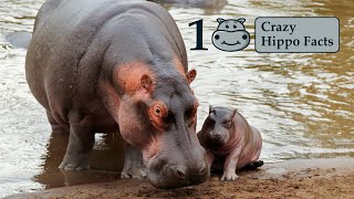 10 Crazy Hippo Facts