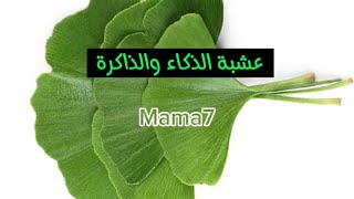 زيادة الذكاء وتقوية الذاكرة وعدم النسيان