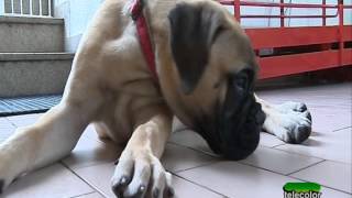 Conosciamo il Bullmastiff