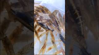 真冬の水路、ウジャウジャ