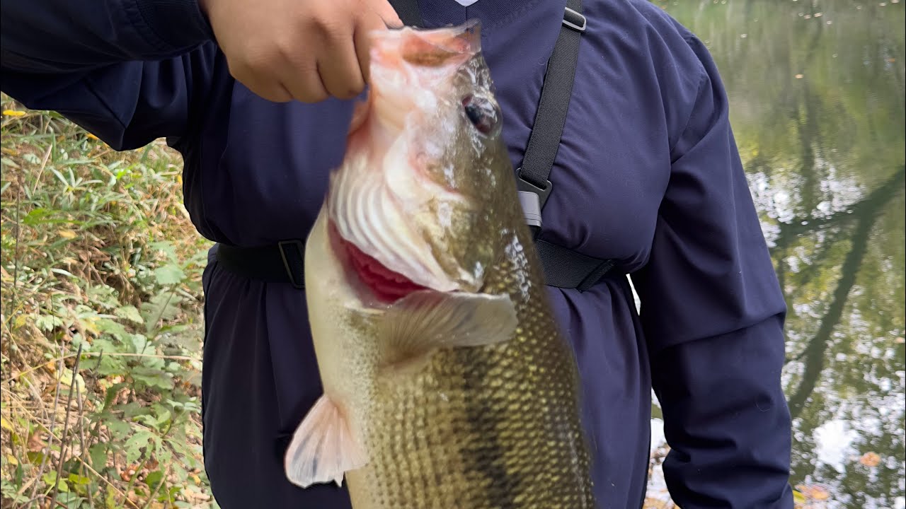 Bass Fishing In A Small Creek