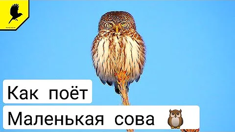 Голоса птиц. Кто кричит ночью? Glaucidium passerinum