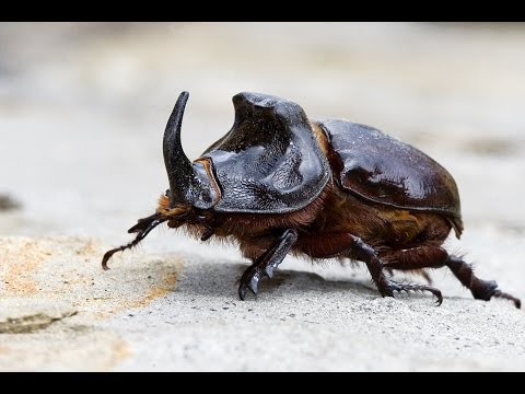 Video: ¿Por qué los escarabajos sueñan en un sueño? - interpretación