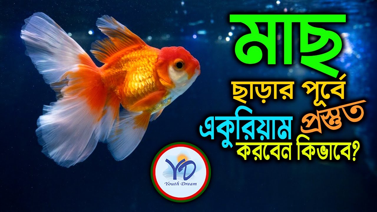 মাছ ছাড়ার পূর্বে একুরিয়াম প্রস্তুত করবেন কিভাবে!?