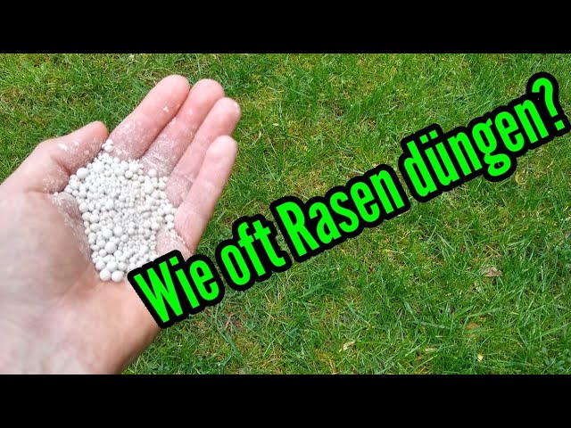 Wie oft Rasen dngen Wie hufig sollte Rasen gedngt werden Rasen dngen