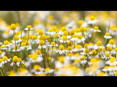 Videó: Kamilla virágmező: leírás és hasznos tulajdonságok