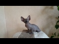 Black boy from Merloni Sphynx Cattery