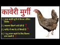 228 कावेरी कोंबडी पालन माहिती, Kaveri Desi Poultry Farming, kaveri poultry breed, कावेरी देसी मुर्गी