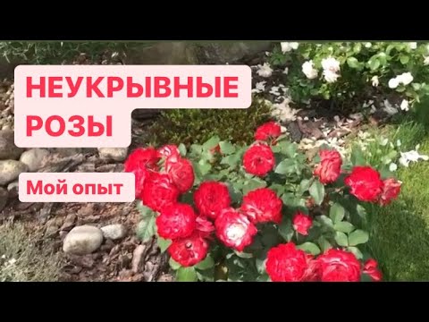 НЕУКРЫВНЫЕ РОЗЫ МИФ?