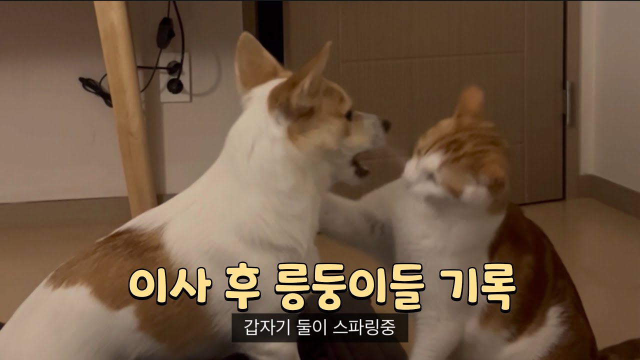또 이사를 했다 #고양이 #강아지 #캣독