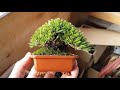 Los mejores mini bonsai que vers  vlog japn 47