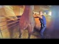 Hilltown Police Officers Rescue Horse From Fire