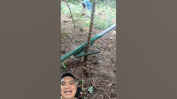 Dụng Cụ Nhổ Sắn Siêu Nhanh #farming