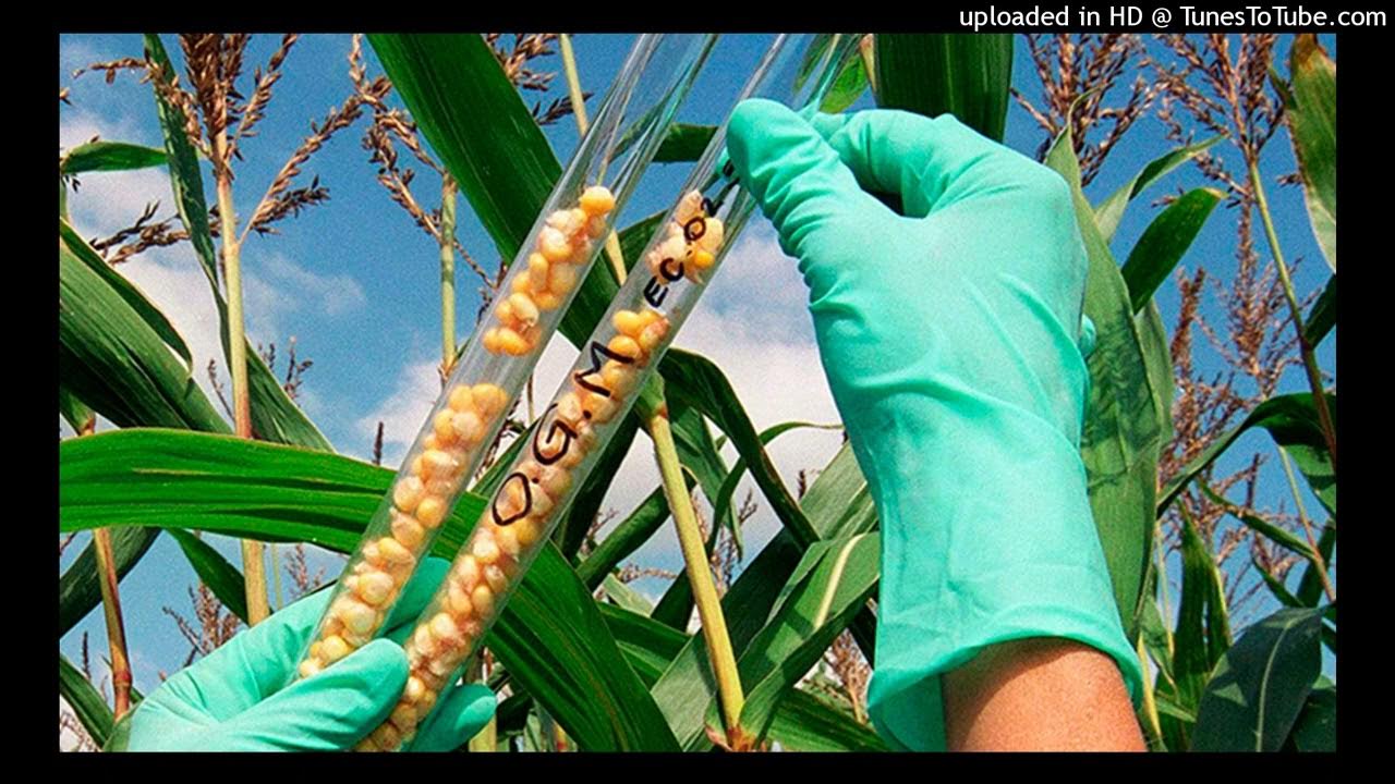 Выросла урожайность. Генно модифицированные деревья. GM Crops. ГМО увеличивает урожайность. Genetika modifikatsiya and Agriculture.