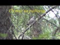 Охота на рябчика с манком 2018г. Hunting grouse with danking.