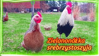 Zielononóżki srebrzystoszyje z wolnego wybiegu.