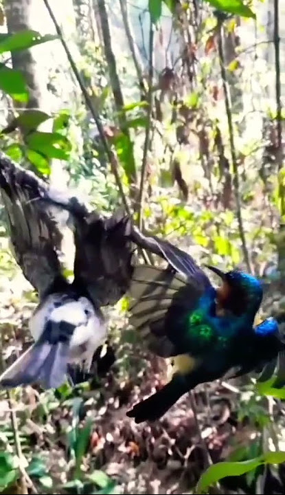 mikat burung kecil dapat sogon dan konin dan kolibri wulung.#mikat #carapikat #kolibri #mbolang