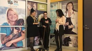 Hamilton/Burlington SPCA: Adoption Program