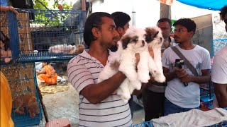 galiff street dog market |labrador |shih tzu|golden retriever | siberian husky |cocker spaniel