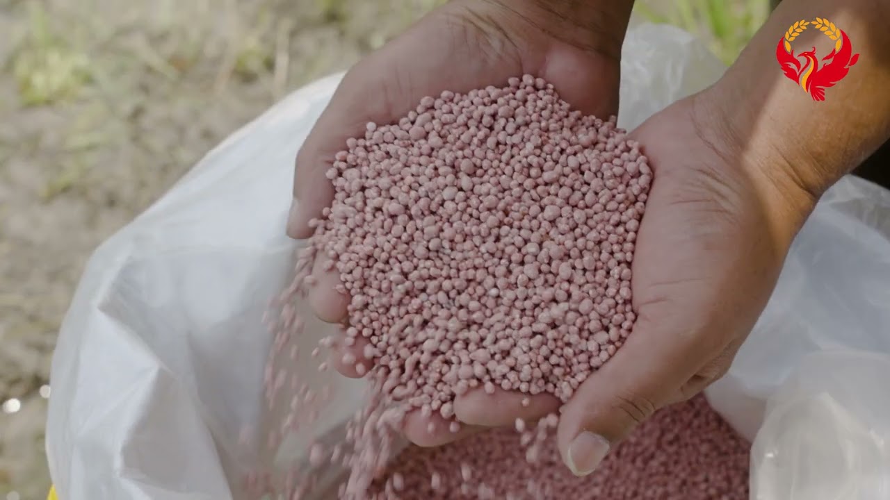 ZARMANI PADDY COMMERCIAL