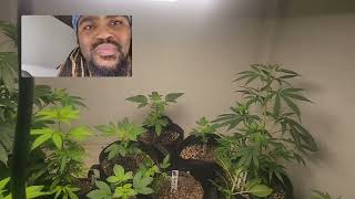 update  on the  bluegod x cluster