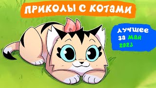 Приколы с котами. ЛУЧШЕЕ ЗА МАЙ 2023 | Мемозг