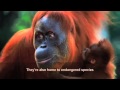 Palm oil how our consumer choices affect wildlife
