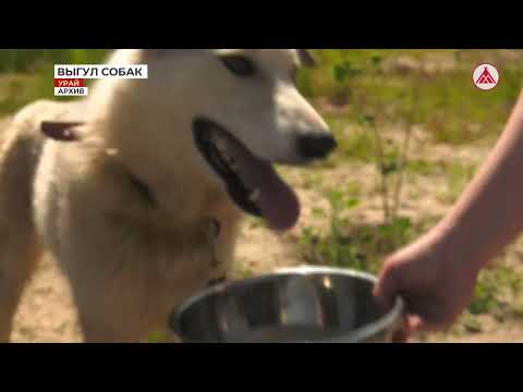 Правила выгула собак 21-07-2023
