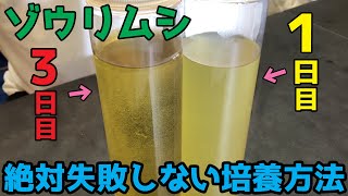 【培養方法】絶対に失敗しないゾウリムシの増やし方！！【メダカなどの観賞魚に】