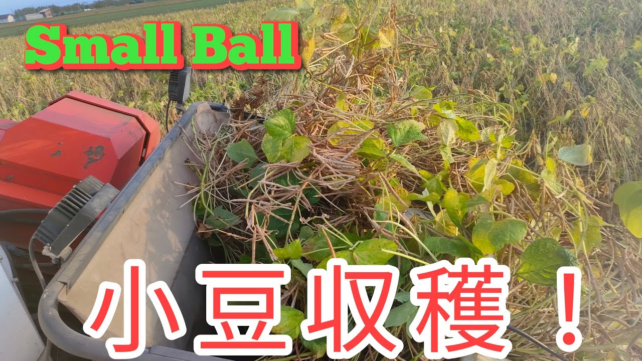 小豆収穫量は？倒伏小豆の収穫は慣れたもんだ