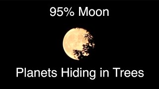 95% Moon & Planets Still Hiding In the Trees - Canon R Camera