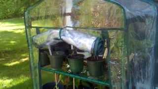 Harden Your Vegetable Seedlings Well or You Might KILL THEM!