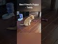 My Best Friend's Puppy