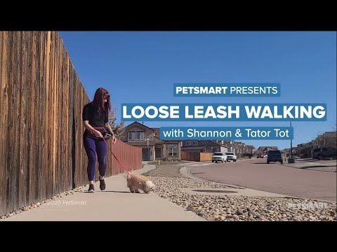 petsmart-presents:-train-your-dog-for-loose-leash-walking