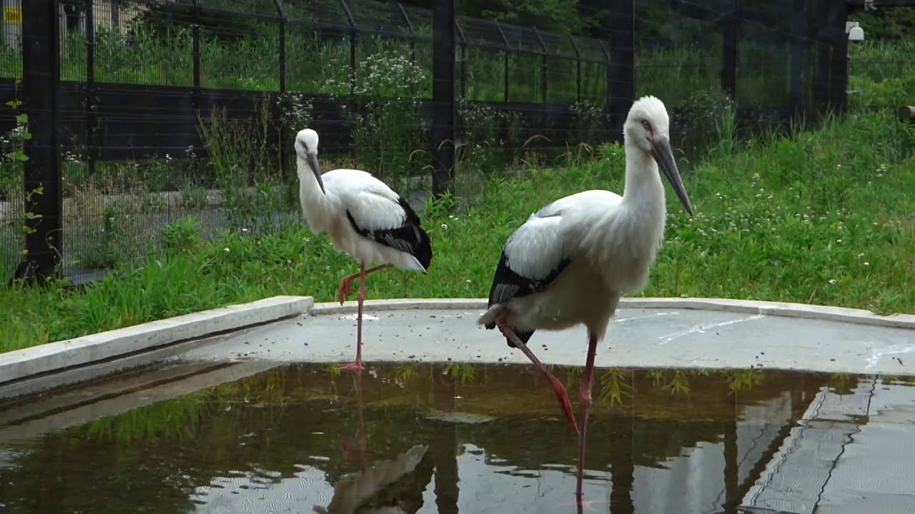 【野田市こうのとりの里】コウノトリOriental White Stork②2015年生まれです。 
