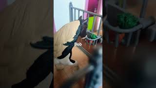 Poor Bob #horse #schleich #schleichhorse #viral #funny