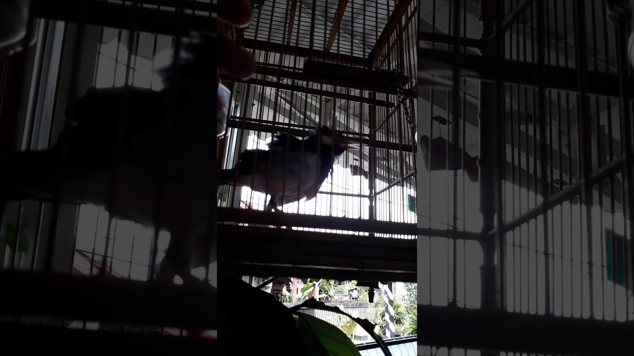 Jalak Putih gacor 