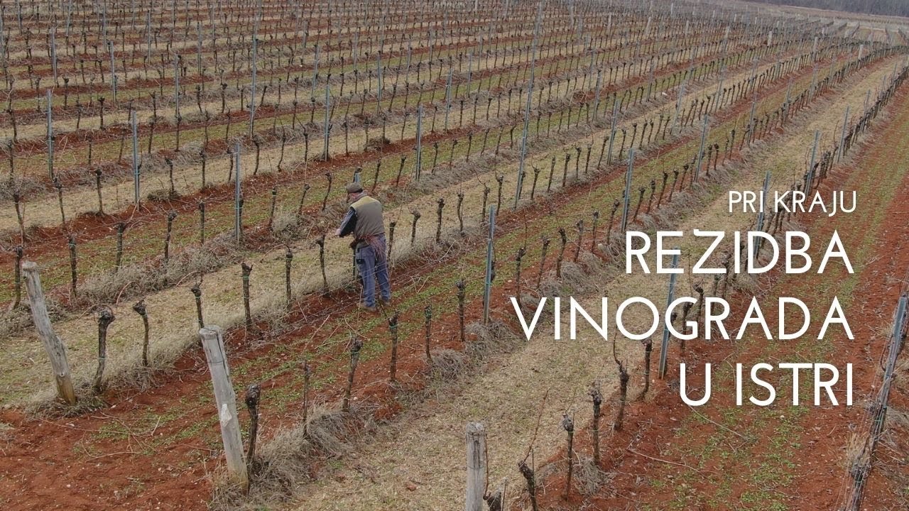 BOJE ZEMLJE Rezidba vinove loze u Istri