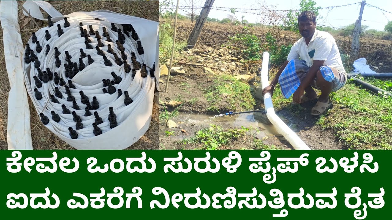 ಕೇವಲ ಒಂದು ಸುರುಳಿ ಪೈಪ್ ಬಳಸಿ ಐದು ಎಕರೆಗೆ ನಿರುಣಿಸುತ್ತಿರುವ ರೈತ irrigation
