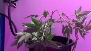 Easy super cropper . Dr. H2 grOw