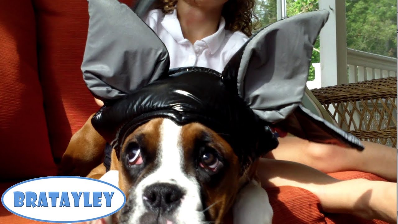 puppy paradise Bat Dog! (WK 144.2) | Bratayley