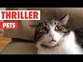 Funny Cats - Cutest And Funniest Cats Compilation