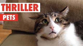 Funny Cats - Cutest And Funniest Cats Compilation