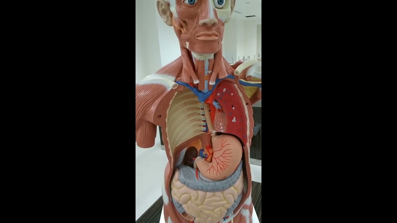 Anatomi Dinding Thorak dan Mediastinum