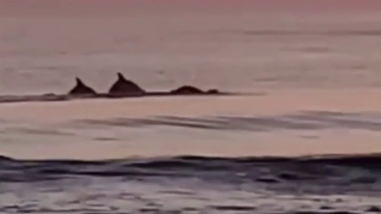 Video shows man swimming with dolphins off Jacksonville Beach YouTube