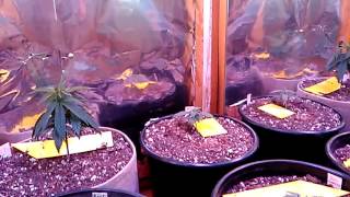 organic marijuana indoor LED/CFL