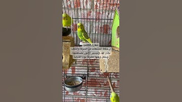 #سورة_العصر #قرآن فضل السورة في مربع التعليقات #المصحف #طيور #quran #birds #lovebirds #budgies #usa