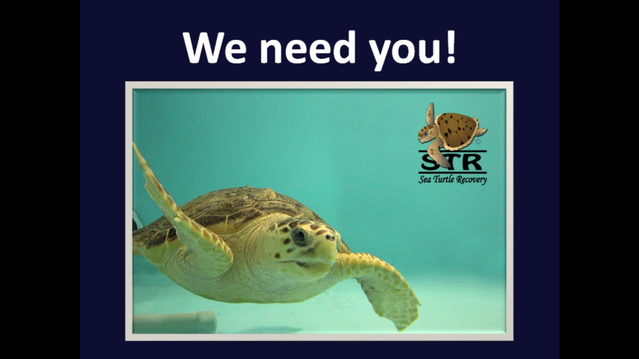 Sea Turtle Recovery